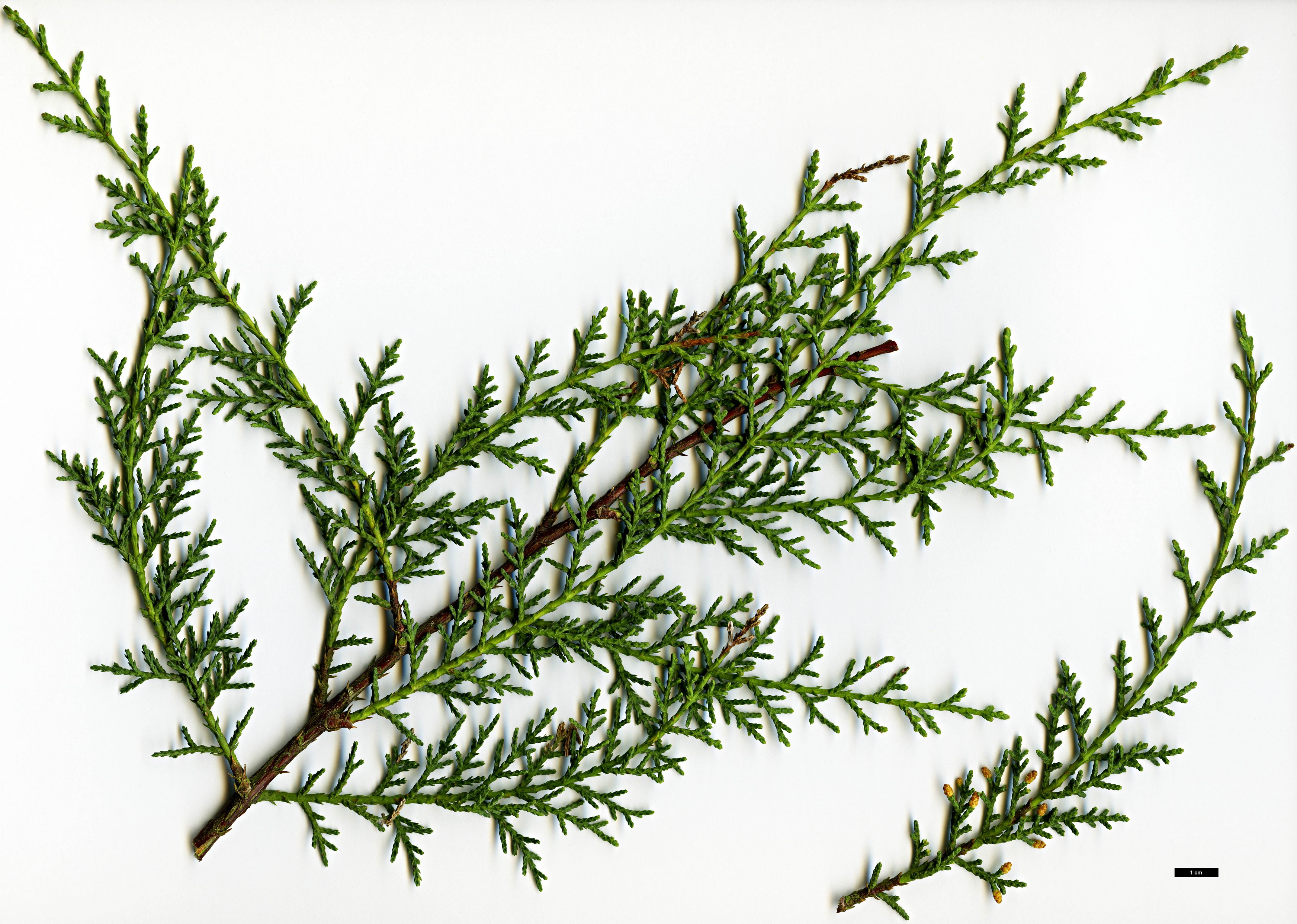 High resolution image: Family: Cupressaceae - Genus: Cupressus - Taxon: sargentii